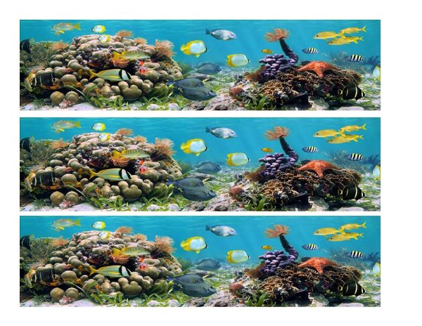 Ocean Life Various Fish Coral Edible Cake Topper Image Strips ABPID00988 Online Sale