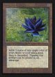 Black Lotus (IE) [Intl. Collectors’ Edition] Cheap